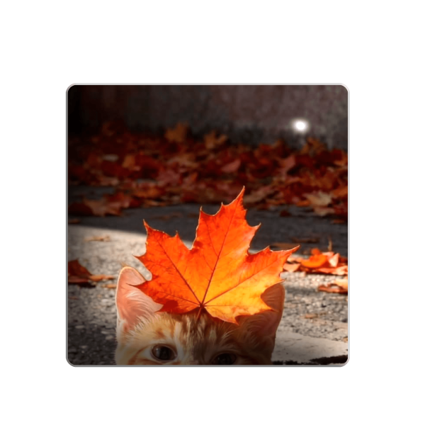 3D sticker "Kitten and a leaf"