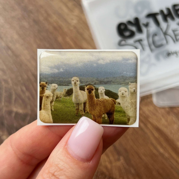 3D sticker "Alpacas"