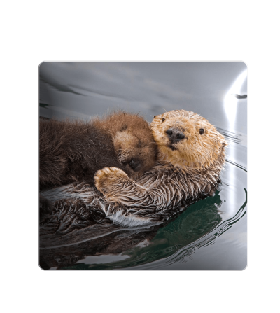 3D sticker "Hugging otters"
