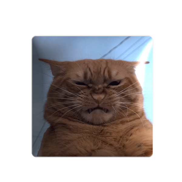 3D sticker "Cat on the edge"
