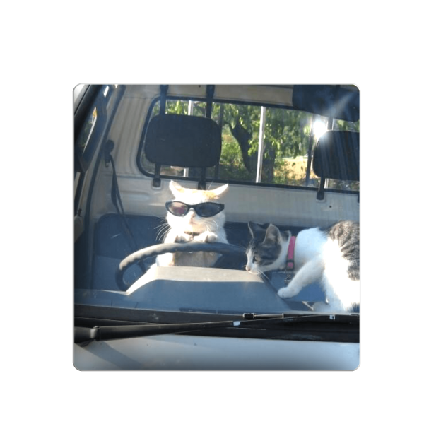 3D sticker "Cats behind the wheel"