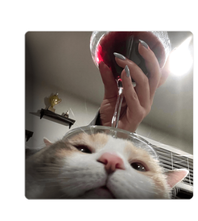 3D sticker "Kitten with wine"