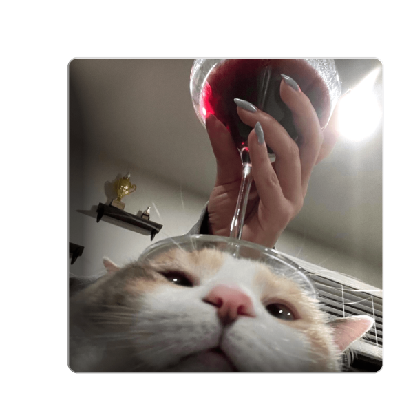 3D стікер "Котик з вином"