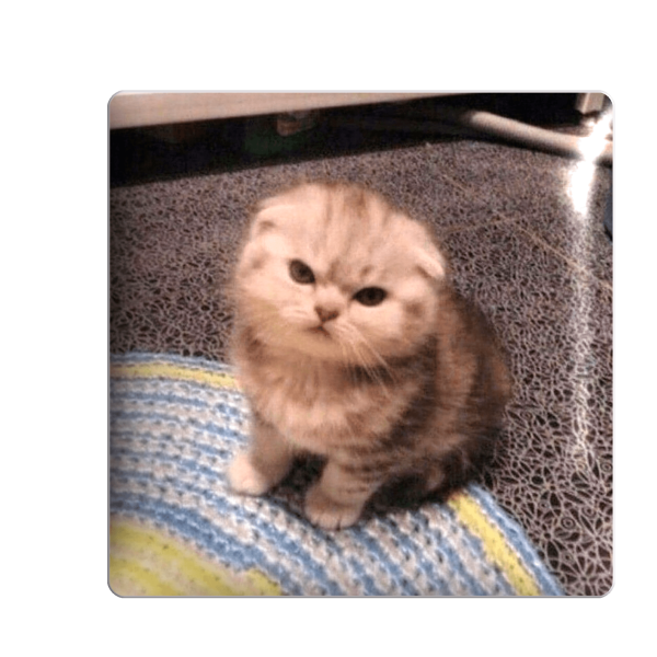 3D стікер "Злий котик"