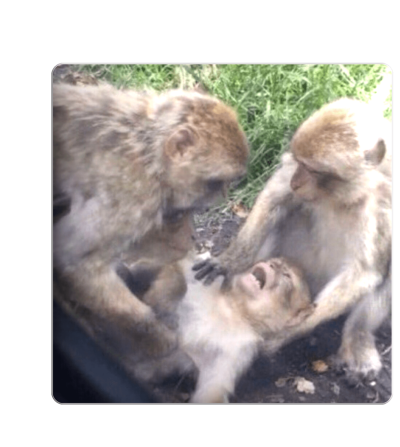 3D sticker "Three little monkeys"