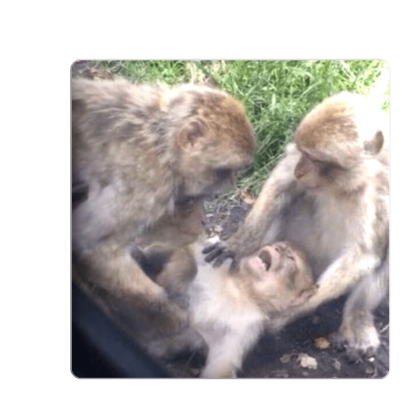 3D sticker "Three little monkeys"