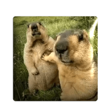 3D sticker "Dangerous marmots"