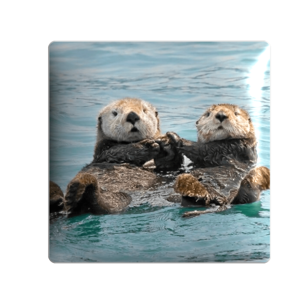 3D sticker "Otters in the water"