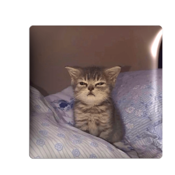 3D стікер "Сонний котик"