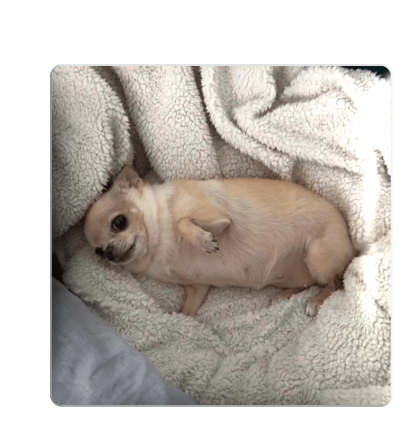 3D sticker "Happy dog"