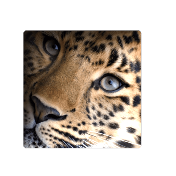 3D sticker "Leopard"