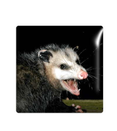 3D sticker "Angry opossum"
