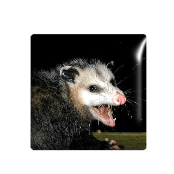 3D sticker "Angry opossum"