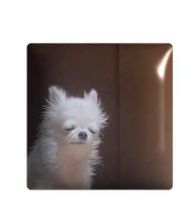 3D sticker "Mood: tired puppy"