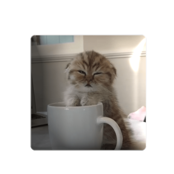3D sticker "Sleepy kitty by the cup"