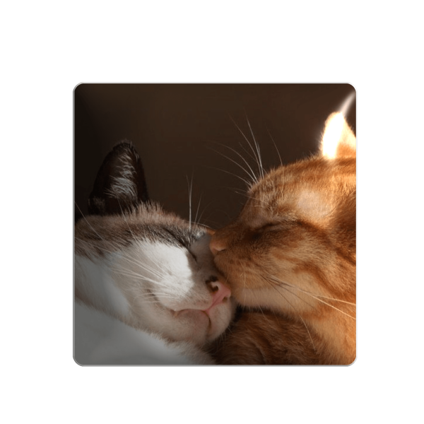 3D стікер "Котики в любові"