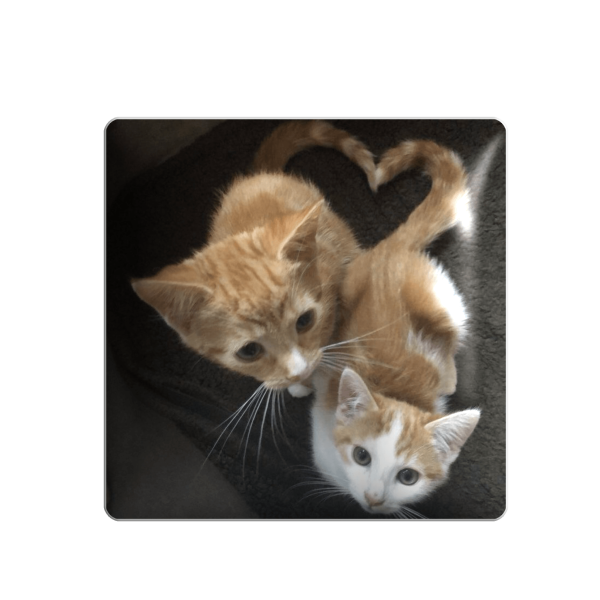  3D sticker "Kittens and a heart"