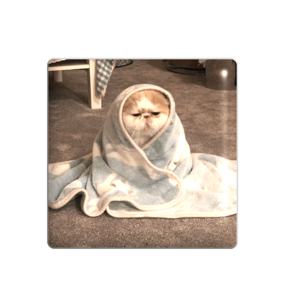 3D sticker "Kitten wrapped in a blanket"