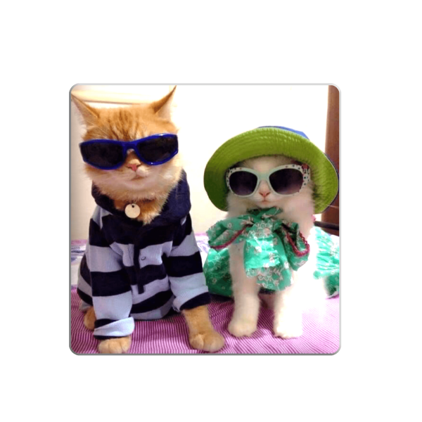 3D sticker "Kittens in glasses"