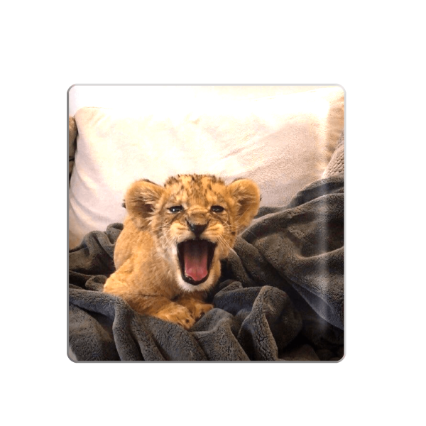 3D sticker "Little lion cub"