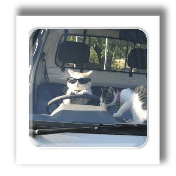 3D sticker "Cats behind the wheel"