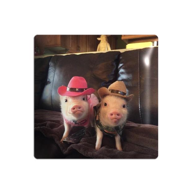 3D sticker "Pigs in Hats"