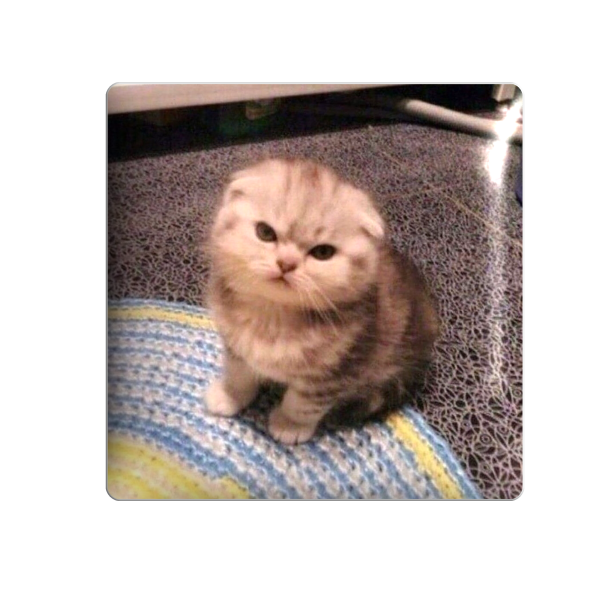 3D sticker "Angry kitten"