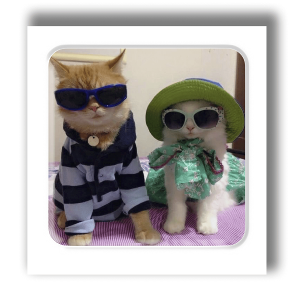 3D sticker "Kittens in glasses"