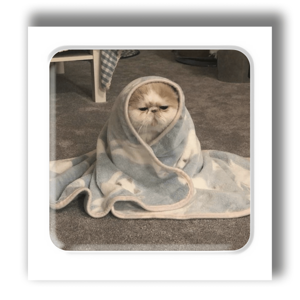 3D sticker "Kitten wrapped in a blanket"
